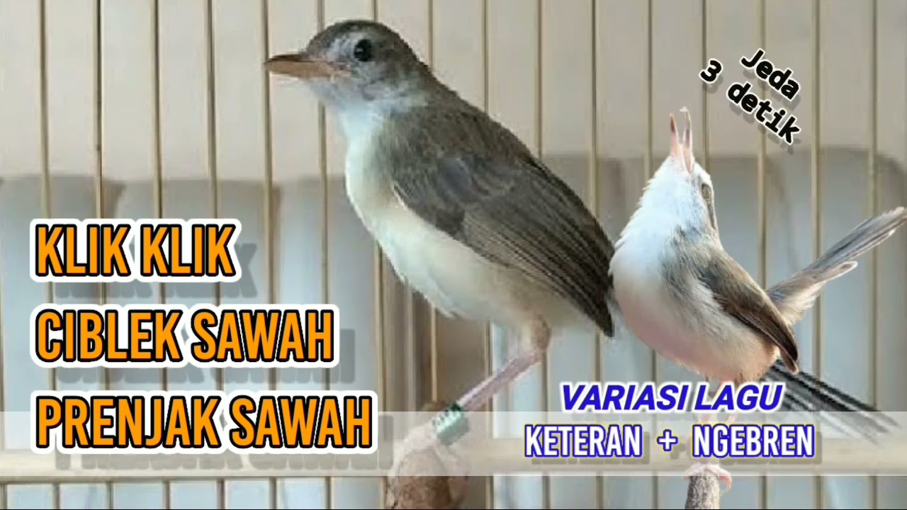 Masteran Ciblek Sawah Ngebren + Keteran