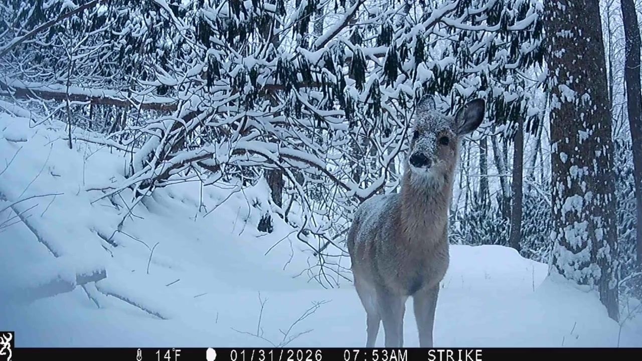 When the Snow Falls: Tracking Deer Survival on the Mountain