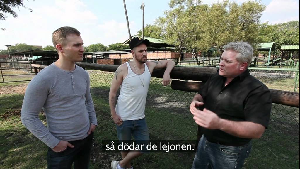 Lejon f&ouml;r Lejon - Heldag med lejon