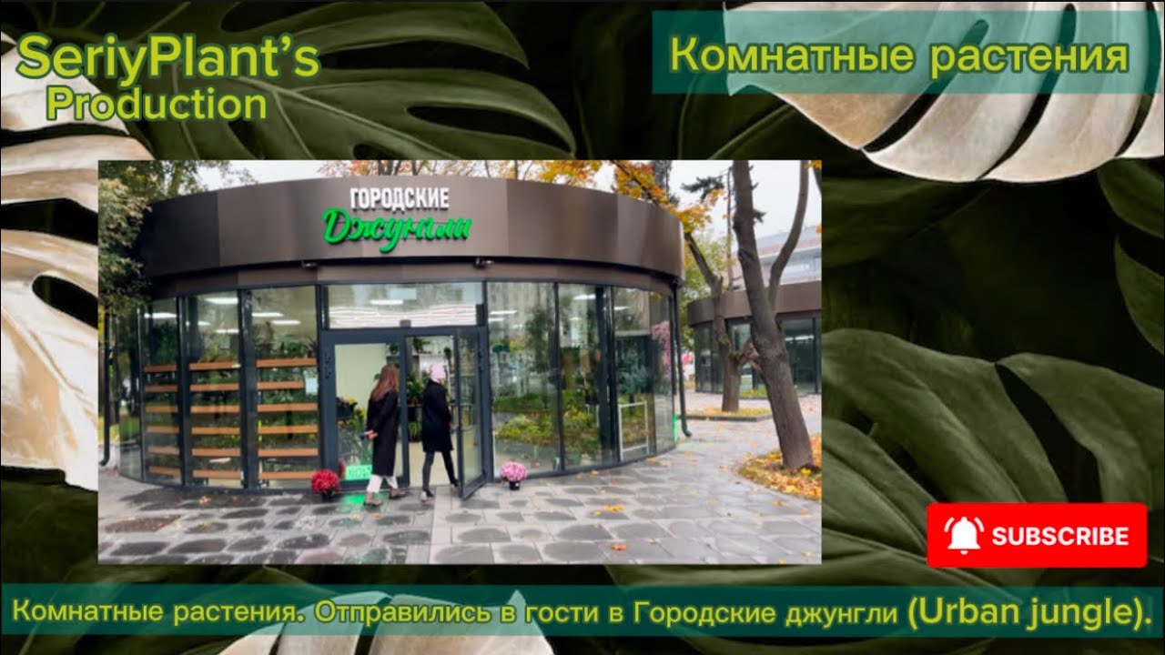 Комнатные растения. Отправились в гости в Городские джунгли (Urban jungle).