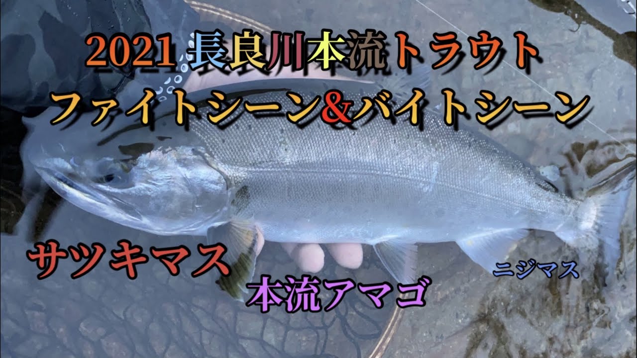 2021 長良川本流 トラウト ファイトシーン&バイトシーン　ルアーフィッシング　サツキマス　本流アマゴ　ニジマス