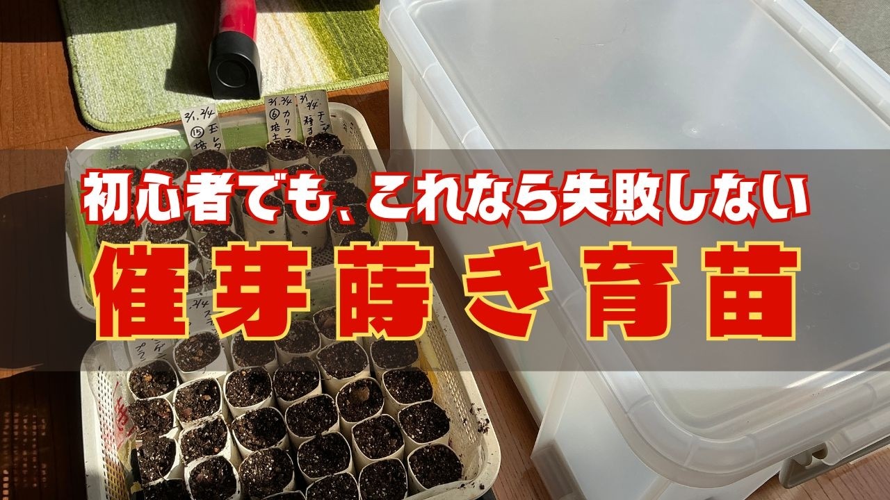 初心者にも簡単育苗！発根・発芽させるための一工夫を丁寧に解説しました！【菌ちゃん農法３年目】