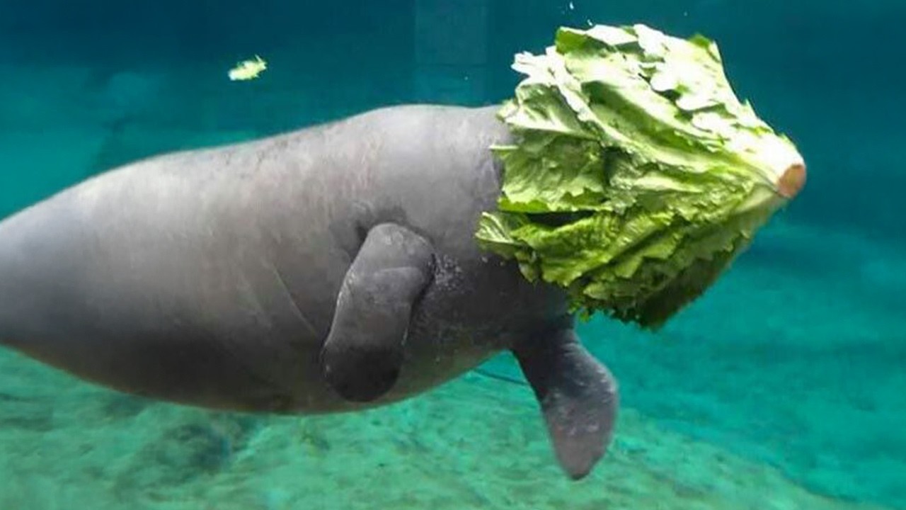 You Can’t Stop Laughing at These Comedian Ocean Animals 😂 Funniest Animals Video Ever!