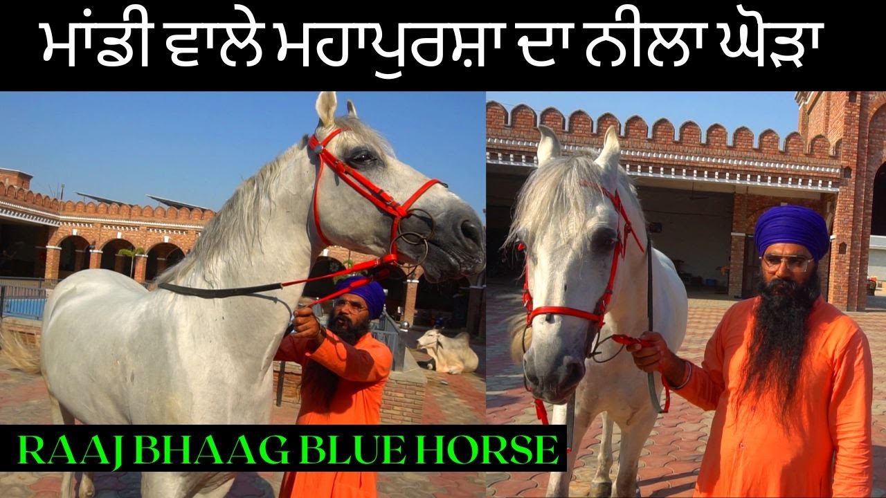 RAAJBHAAG HORSE (ADAM HORSE SON) | BLUE HORSE (NEELA GHODA) | UDAASI STUD FARM | PUNJABI SHANK