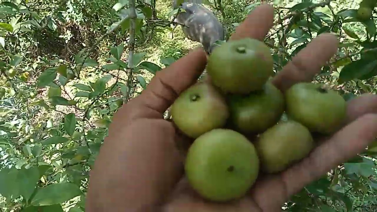 Part 2: Traditional na pag harvest ng Batwan 