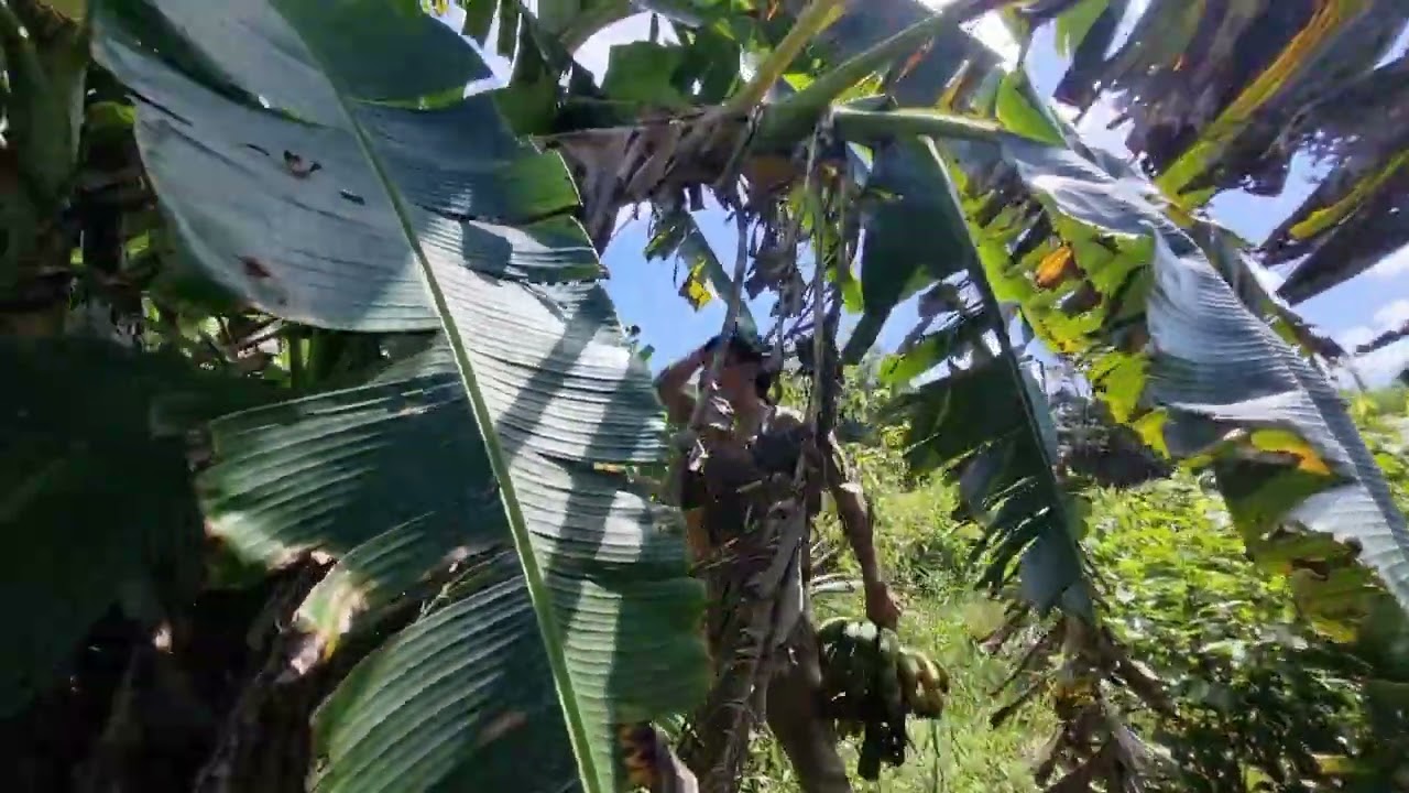 Panen pisang matang pohon di kebun ume baru