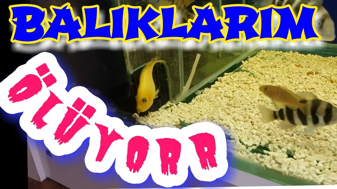 HASTA BALIK TEDAVİSİ, Balık Hastalanınca ne yapılır