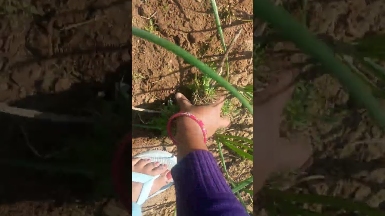 Agar hum bolte to bahut hasi aata esliye chup chaap video bana rahe the 🤩🤩🤩🤩🤩