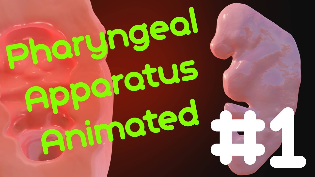 How Your Face and Neck Develop | Animated Embryology Series (Pharyngeal Arches Development Part 1)