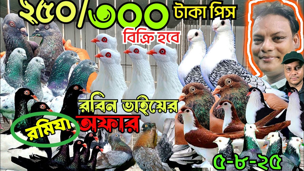 মাত্র ২৫০/৩০০ টাকা পিস কবুতর কিনুন। রবিন ভাইয়ের রমিযা অফার। গিরিবাজ, লক্ষা, সিরাজি, গোল্লা, রেসার