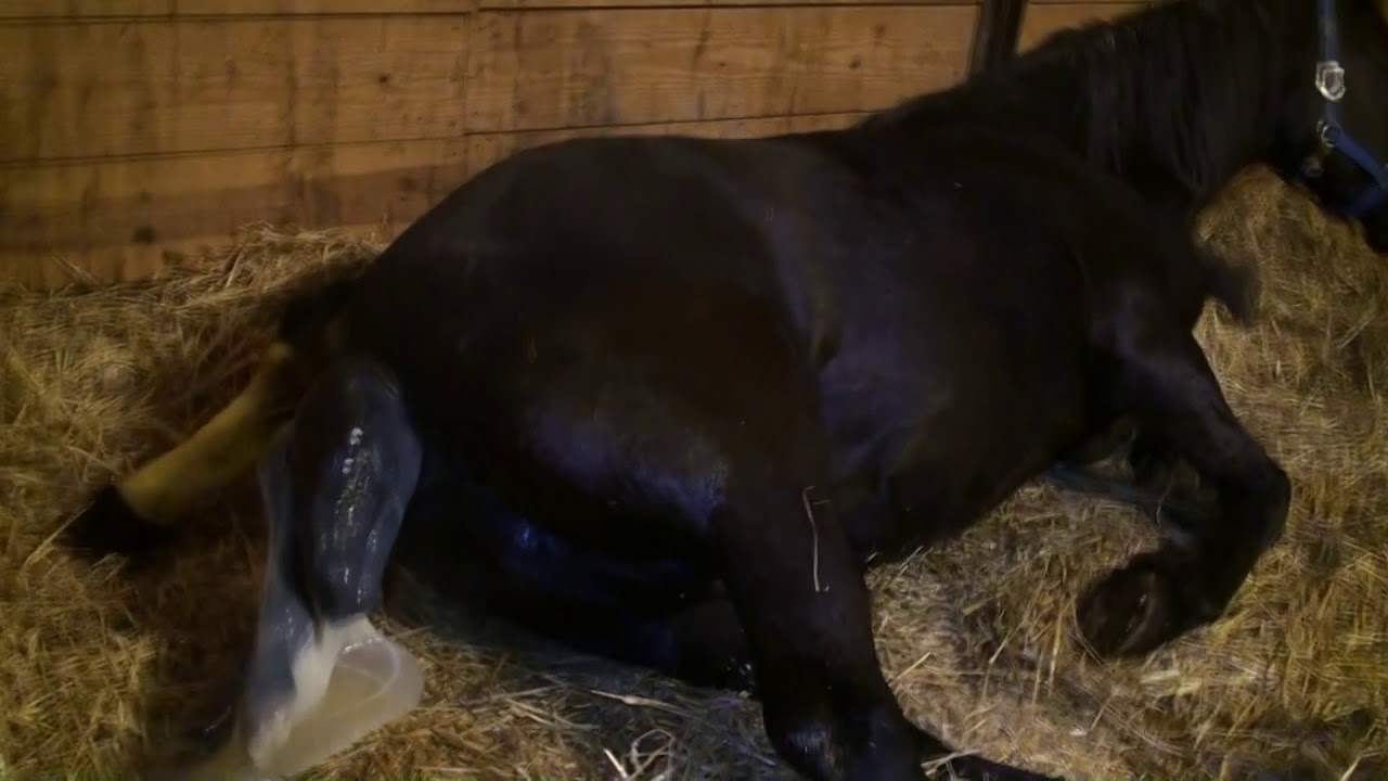 Friesian Mare Giving Birth