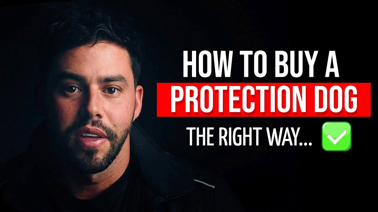 How To Buy A Protection Dog... The Right Way!