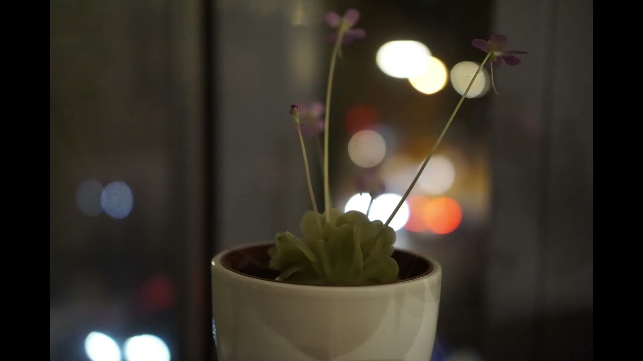 Fettkraut - Pinguicula vulgaris Timelapse