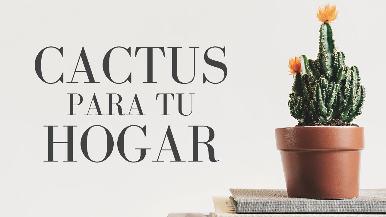 10 Cactus para Decorar tu Casa: Interiores y exterior Cactus f&aacute;ciles, resistentes y c&oacute;mo cuidarlos
