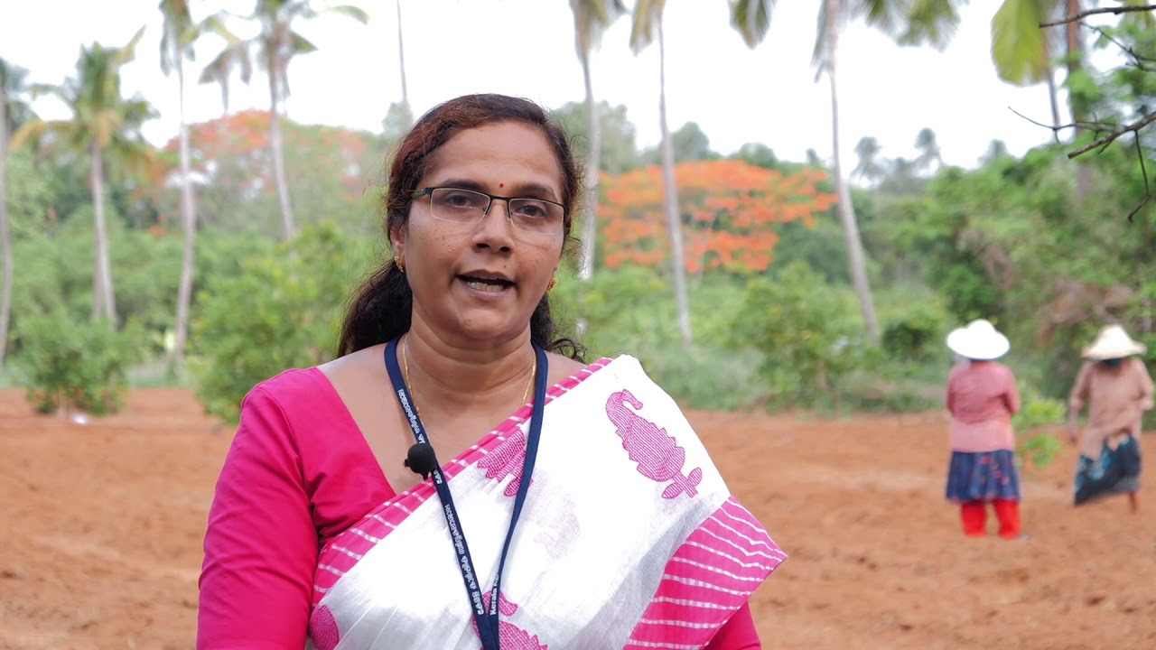 ഇഞ്ചി കൃഷി ( Ginger cultivation)