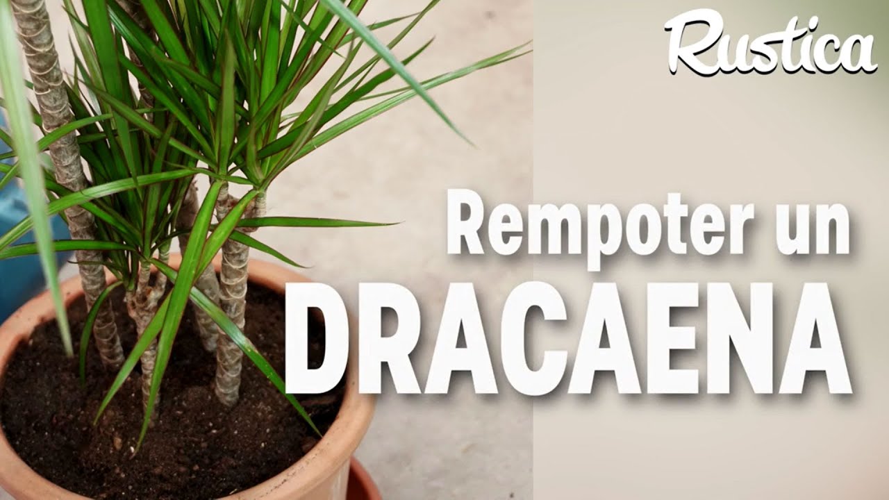 Rempoter un dracaena