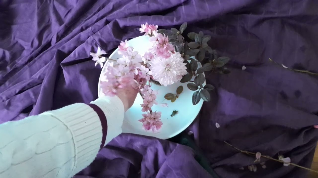 Cherry Blossoms in February: Relax to Koto music and these delicate blooms
