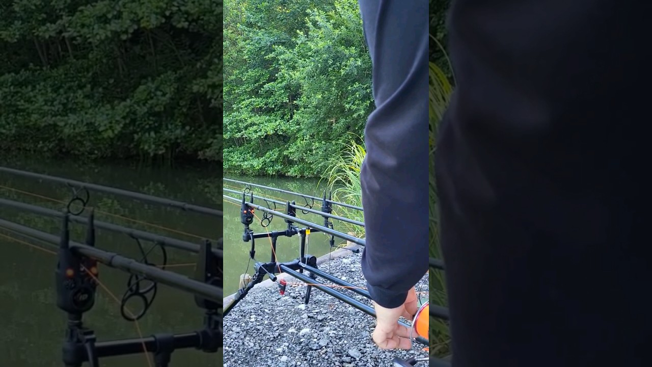 Carpfishing Austria/2023 #carprun #run #carp #angeln #bigfish #foryou #youtubeshorts #viral #shorts