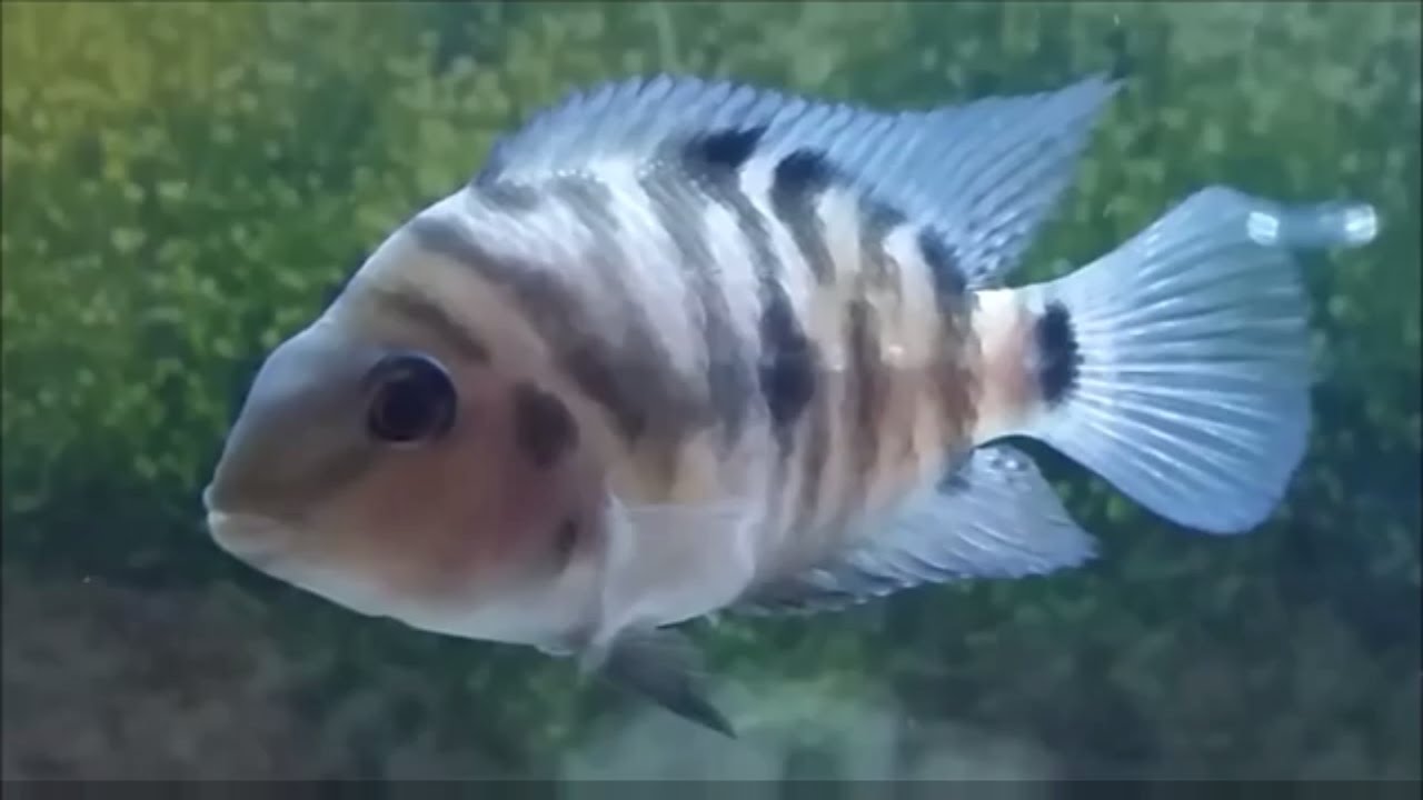 How to tell convict cichlid gender. convict cichild spawning and breeding behaviour