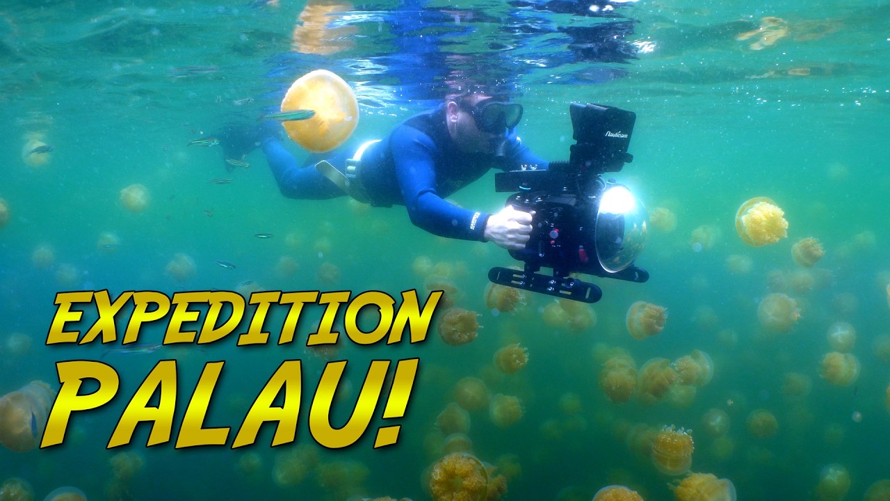 Wyprawa nurkowa na Palau! | FILM DOKUMENTALNY BLUE WORLD