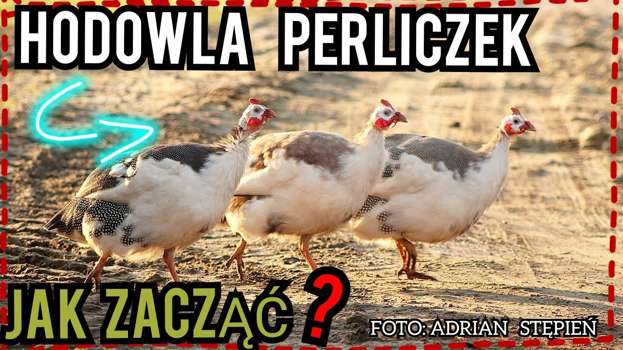 Hodowla perliczek - jak zacząć?