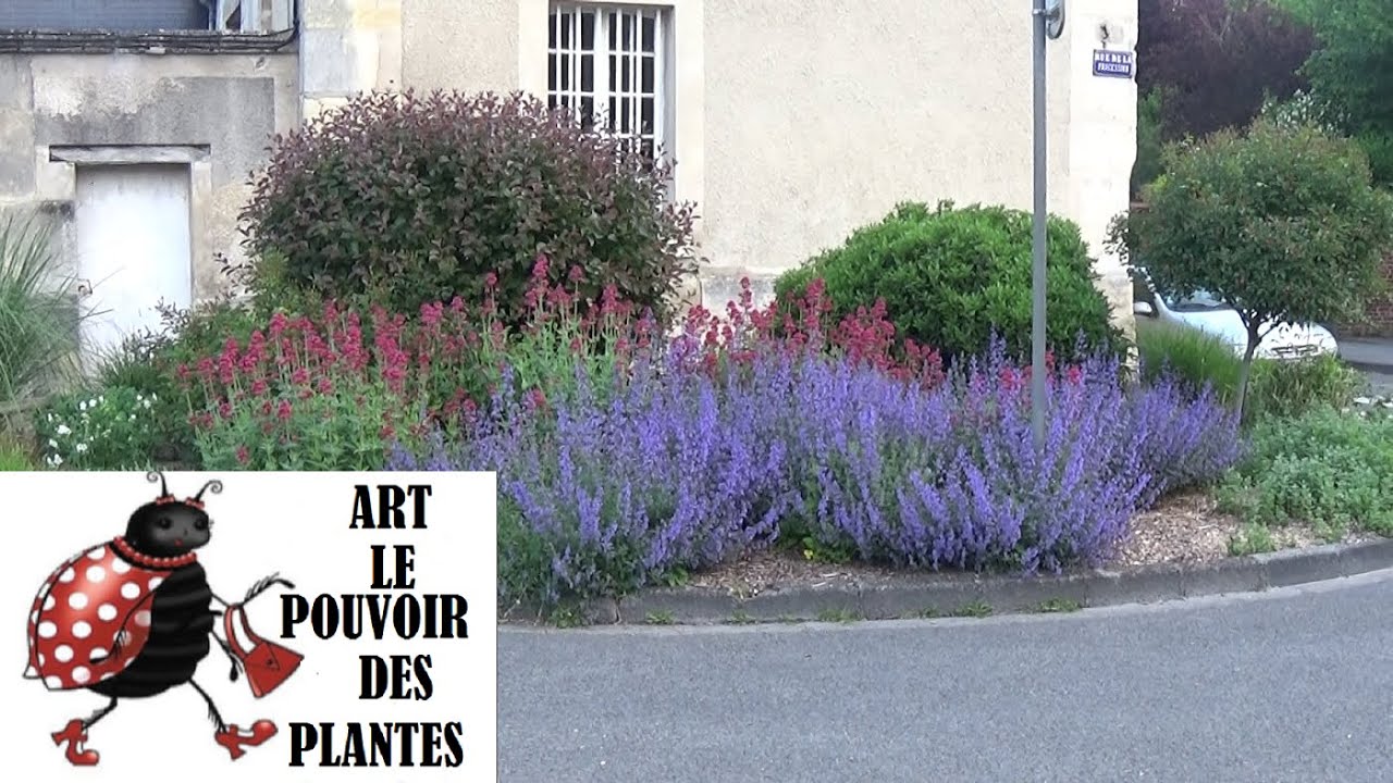 Jardinage: Nepeta Mussinii: taille et entretien: plante vivace