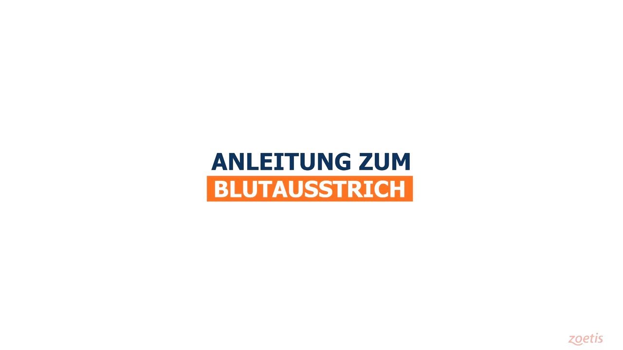 Anfertigung eines Blutausstriches