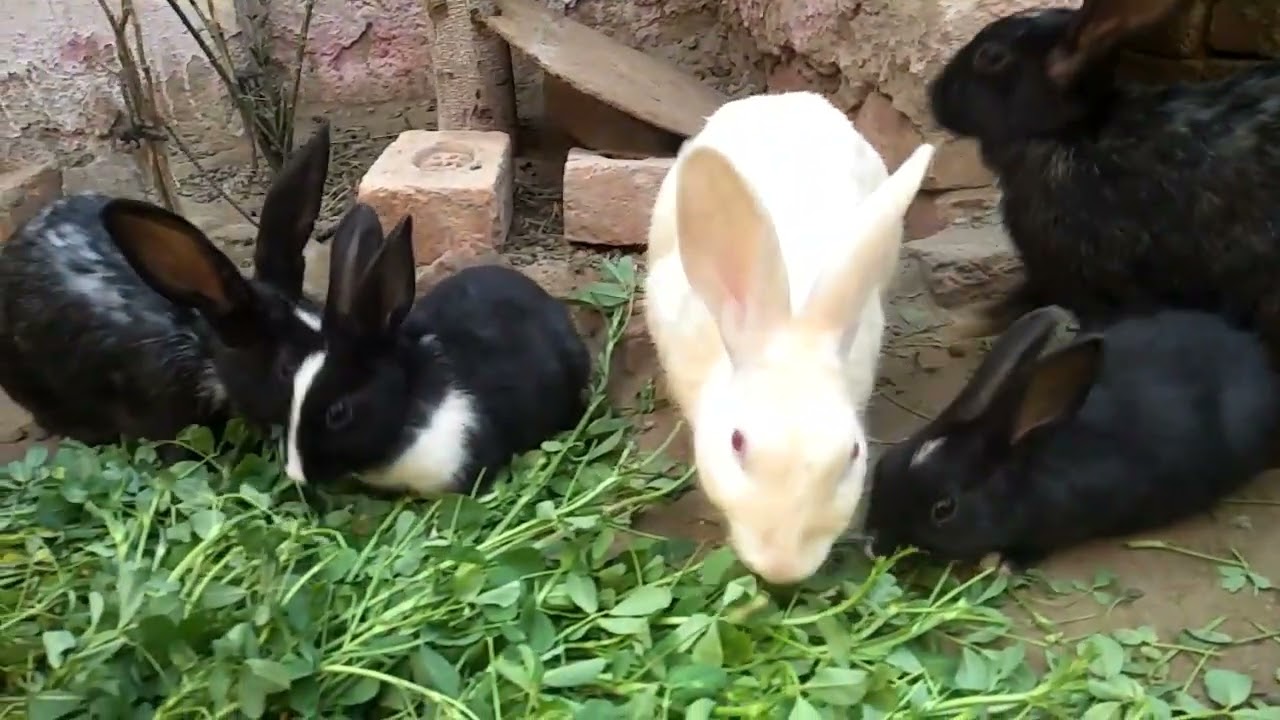 Wild Rabbit Raising: 8 Baby Kits Nursing in Nature (Day 20) 2026