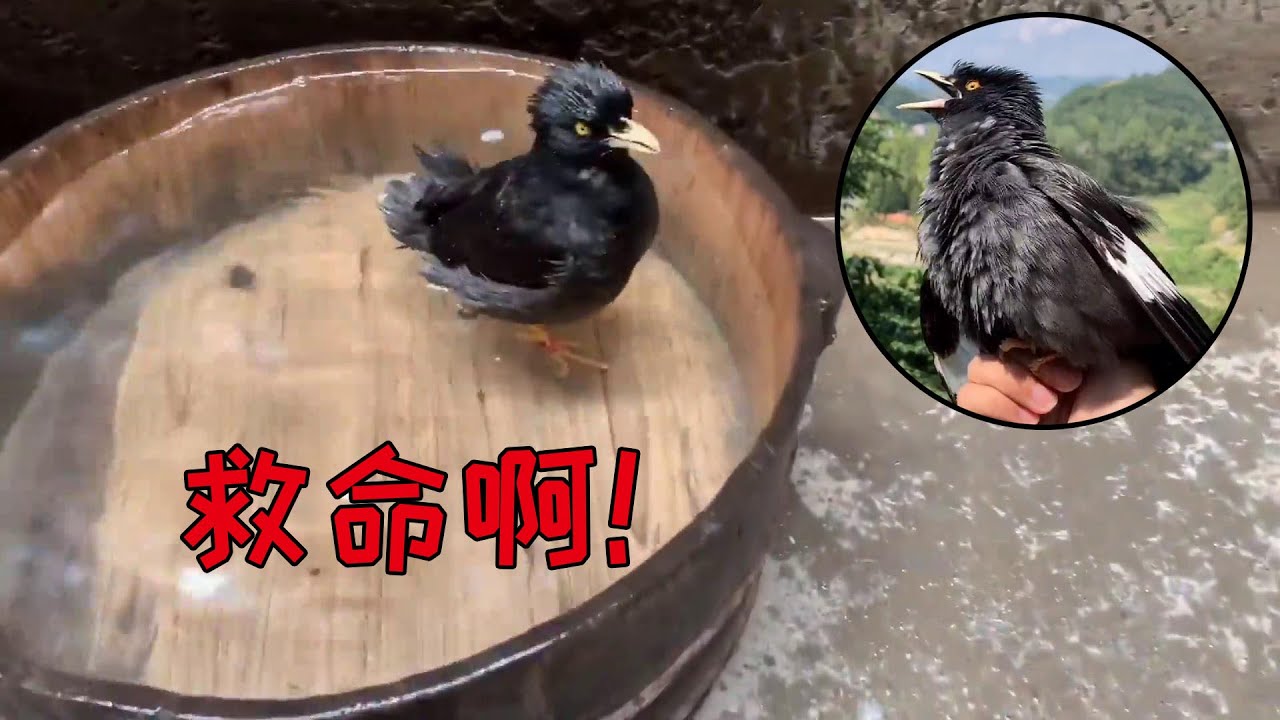 主人给小鸟洗澡过程太好笑了，看的时候忍住别笑【天下一场梦】
