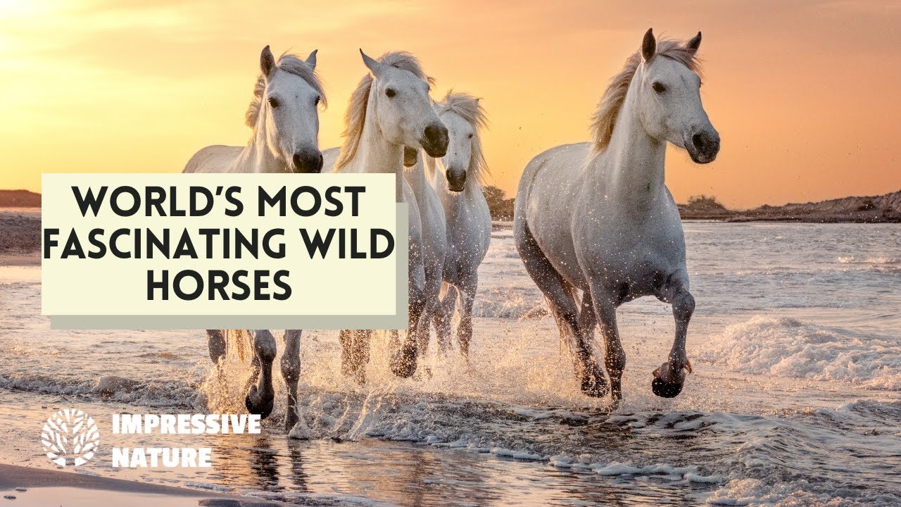 World's Most Fascinating Wild Horses - Part 2