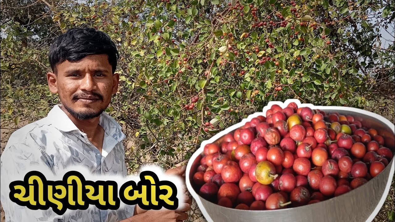 બાળપણની યાદ: જંગલના મીઠા ચીણીયા બોર વીણવાની મજા!/Hardik Vlogs#vairalvideo #popular #vairalvlogs