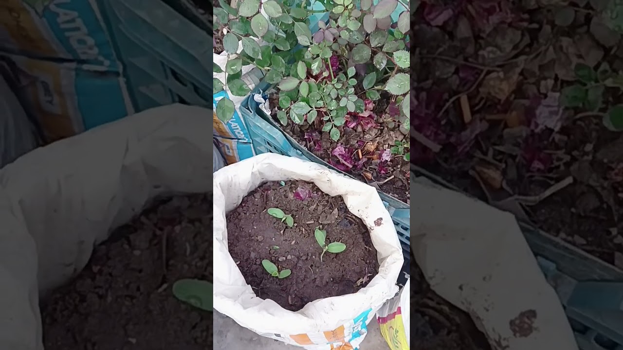 February gardening work 