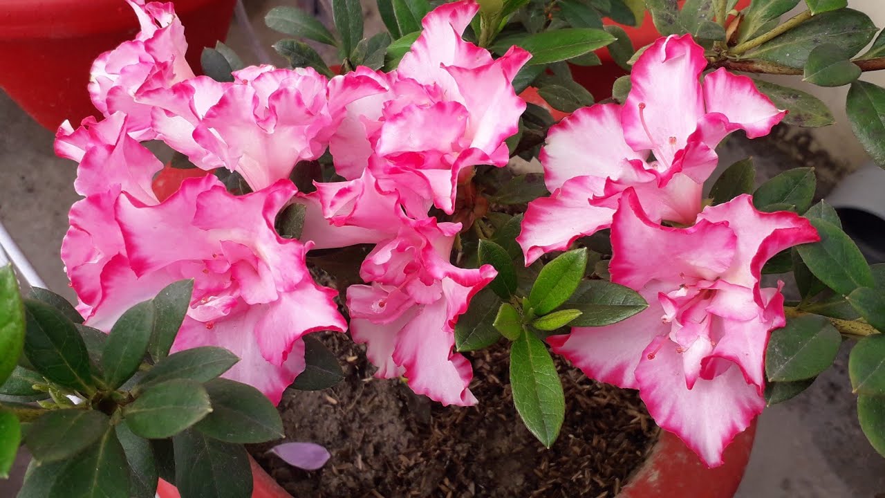 अज़ेलिआ को मिट्टी में लगाए या #soil_less Azalea plant grow care tips #Repotting _Update hindi