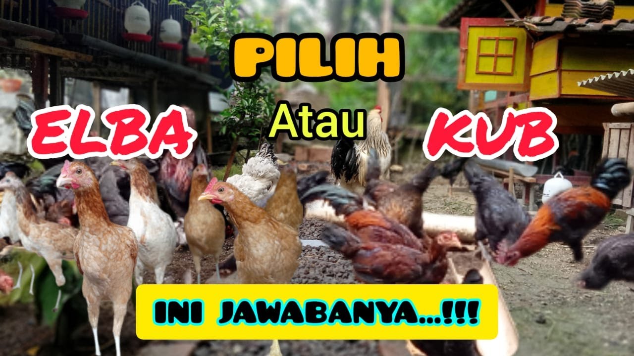 AYAM KAMPUNG KUB dan AYAM ELBA || Harus pilih yang mana ? #ayamkampung @PETERNAK AYAM KAMPUNG 22