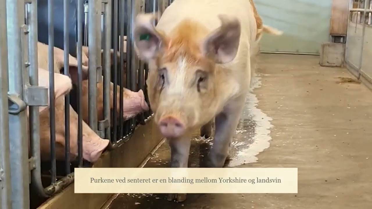 Kort presentasjon av Senter for husdyrforsøk ved  NMBU
