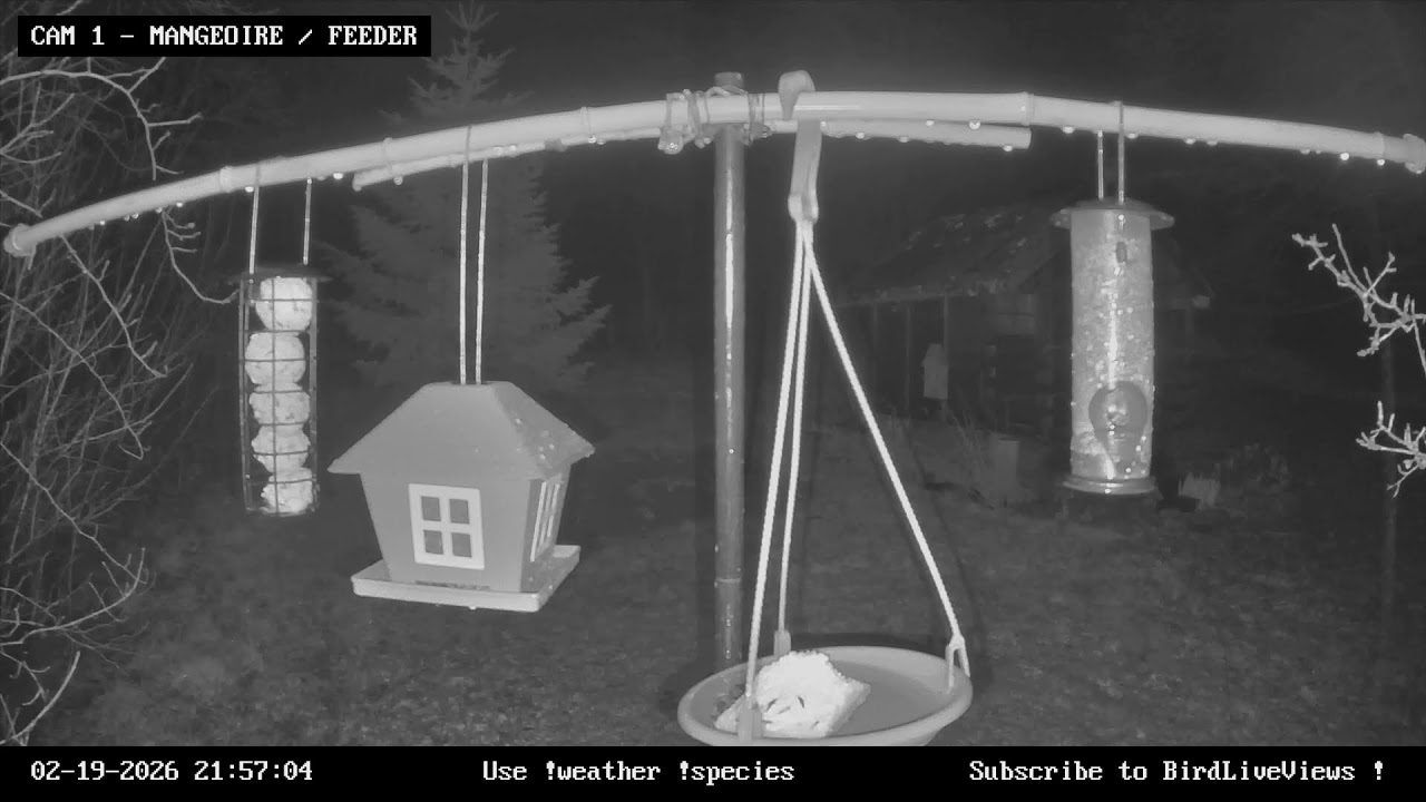 CAM 1 - Mangeoire à oiseaux / Garden Bird Feeder