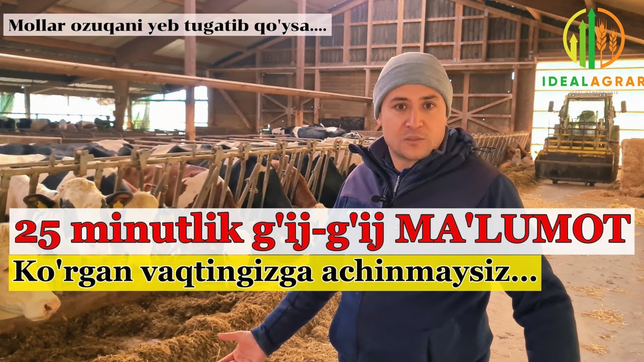 Ozuqa RATSIONi 2, oziqlantirishdagi xatolar, Silossiz 8000litr sut ol #idealagrar #chorva #simmental