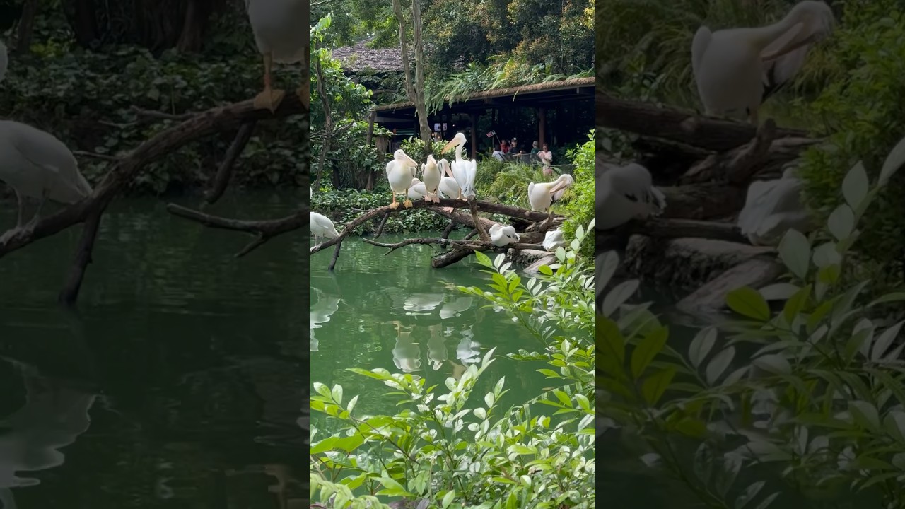 Don't miss the longest Yawn in the end #singapore #zoo #birdvideos #beautiful #leaves #water #wow