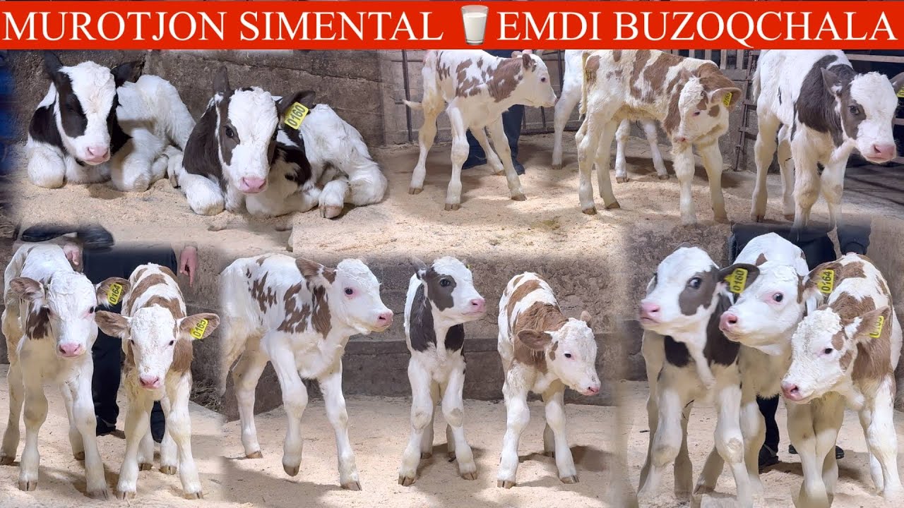 🥛SUT EMDI😳. %.1. SIMMENTAL BUZOQLARI🔥MURODJON FERMASIDA🚘DASTAFKASI BOR SONI KAM🏃