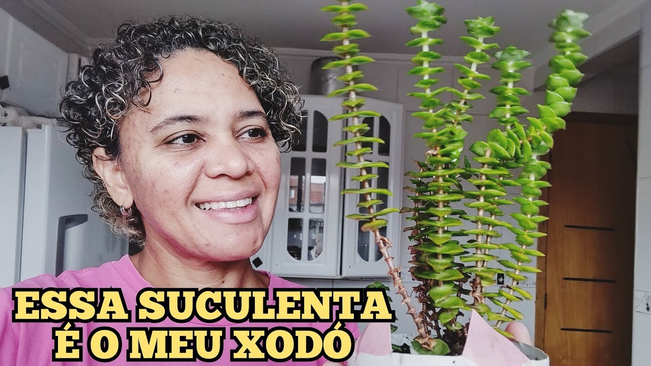 Suculenta Corrente de Botões (Crassula Perforata) Como Plantar e Cuidar, Como fazer Mudas e Adubar.