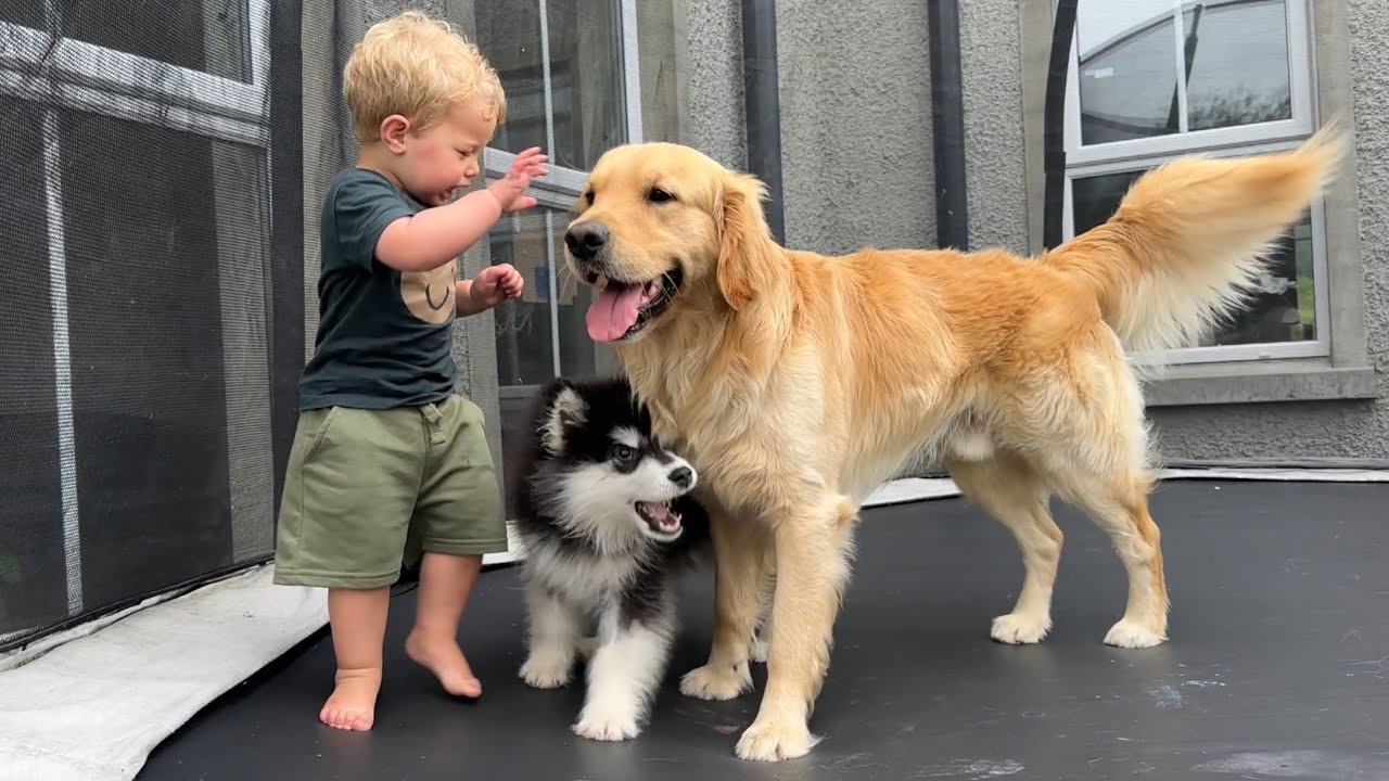 Adorable Puppy And Baby Boy Love The Trampoline!! (Cutest Bond Ever!!)