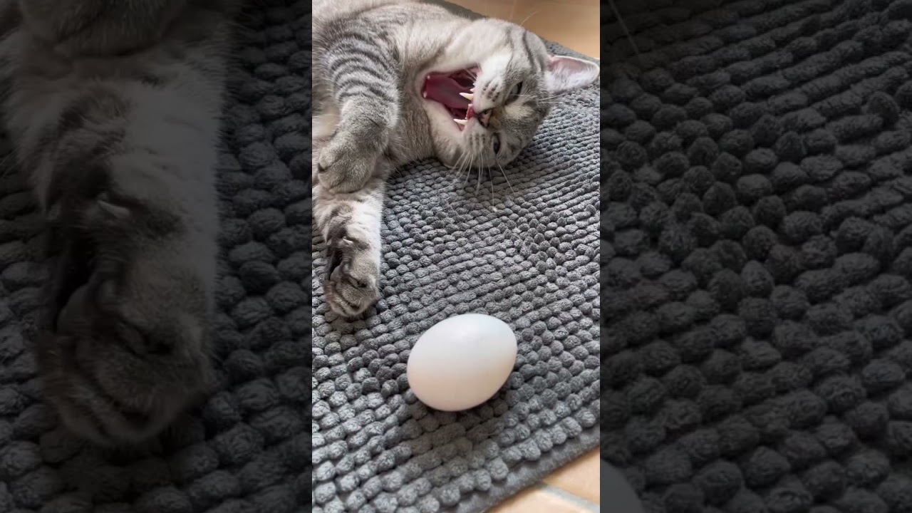 Wie lang kannst du deine Katze alleine lassen? Urlaub? Arbeit? CatInfo