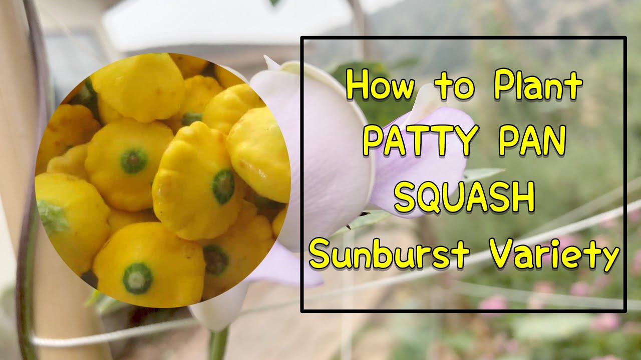 How to plant SUNBURST PATTY PAN SQUASH
