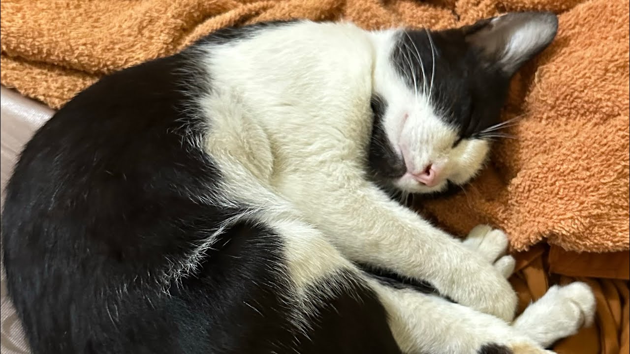 Cat is sleep well, Lovely is animals.#rabbit #cat #cute #babypet #kitten #monkey #livestream 