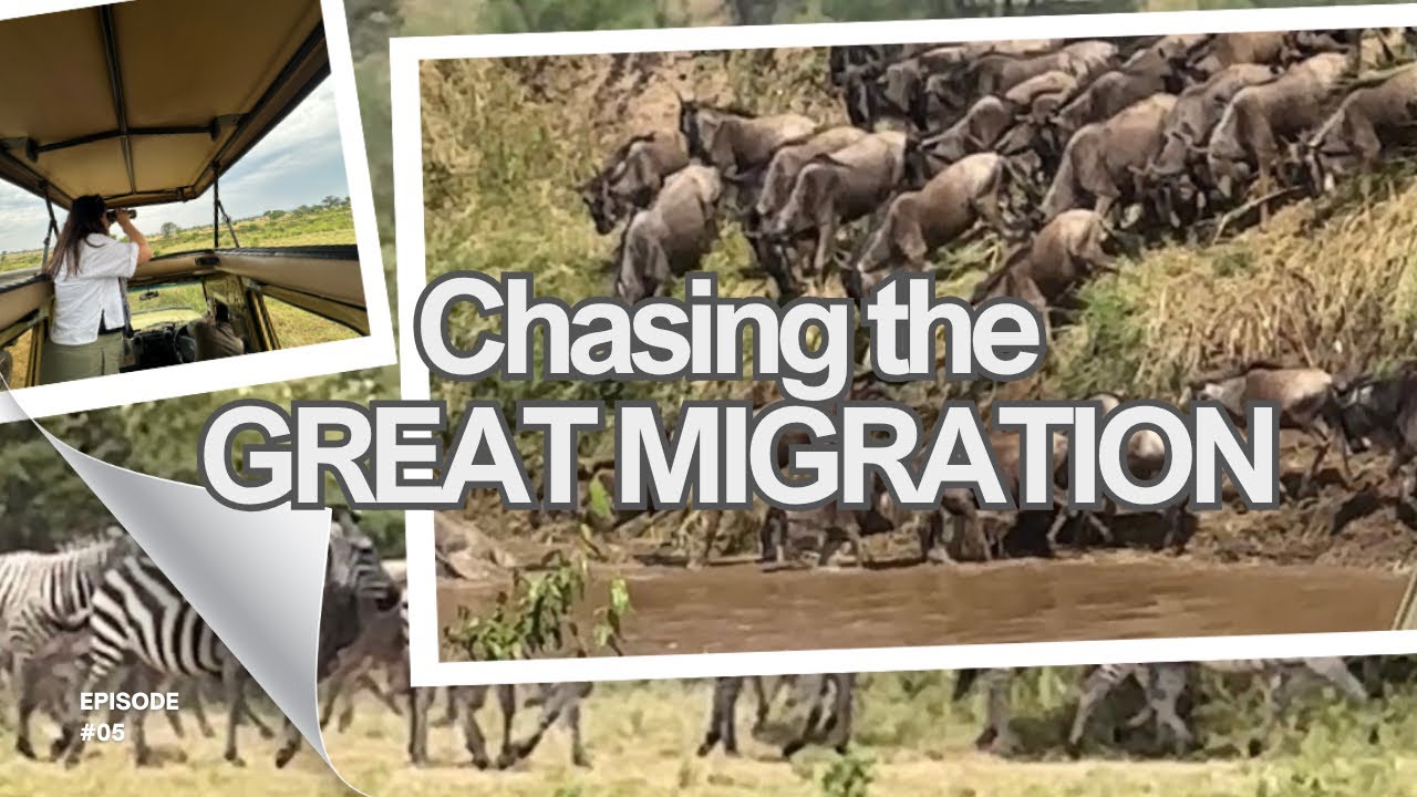 🇹🇿 [AFRICA TRIP]: CHASING THE GREAT MIGRATION | RIVER CROSSING | TANZANIA | SAFARI | WILDEBEESTS