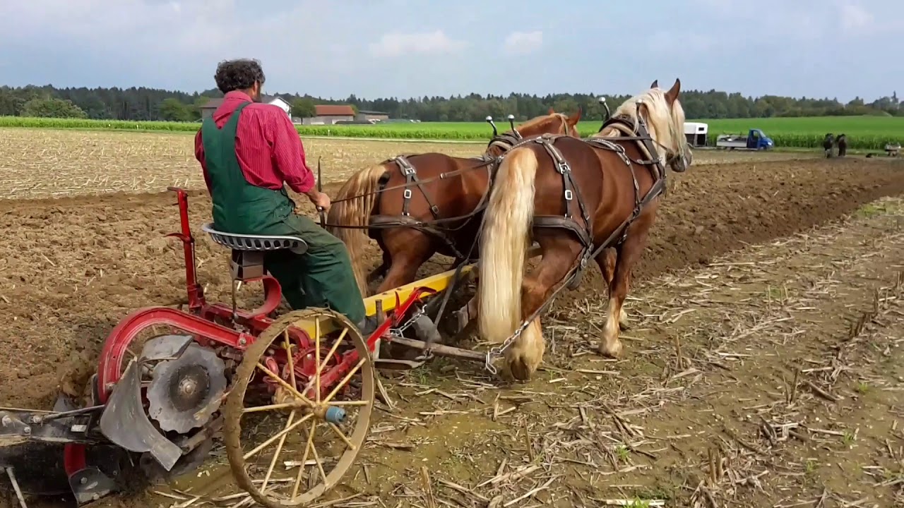 Auf m Acker geht's rund 2018 | Hubert mit seinen Hengsten vor dem Sulky Pflug (Teil 1)