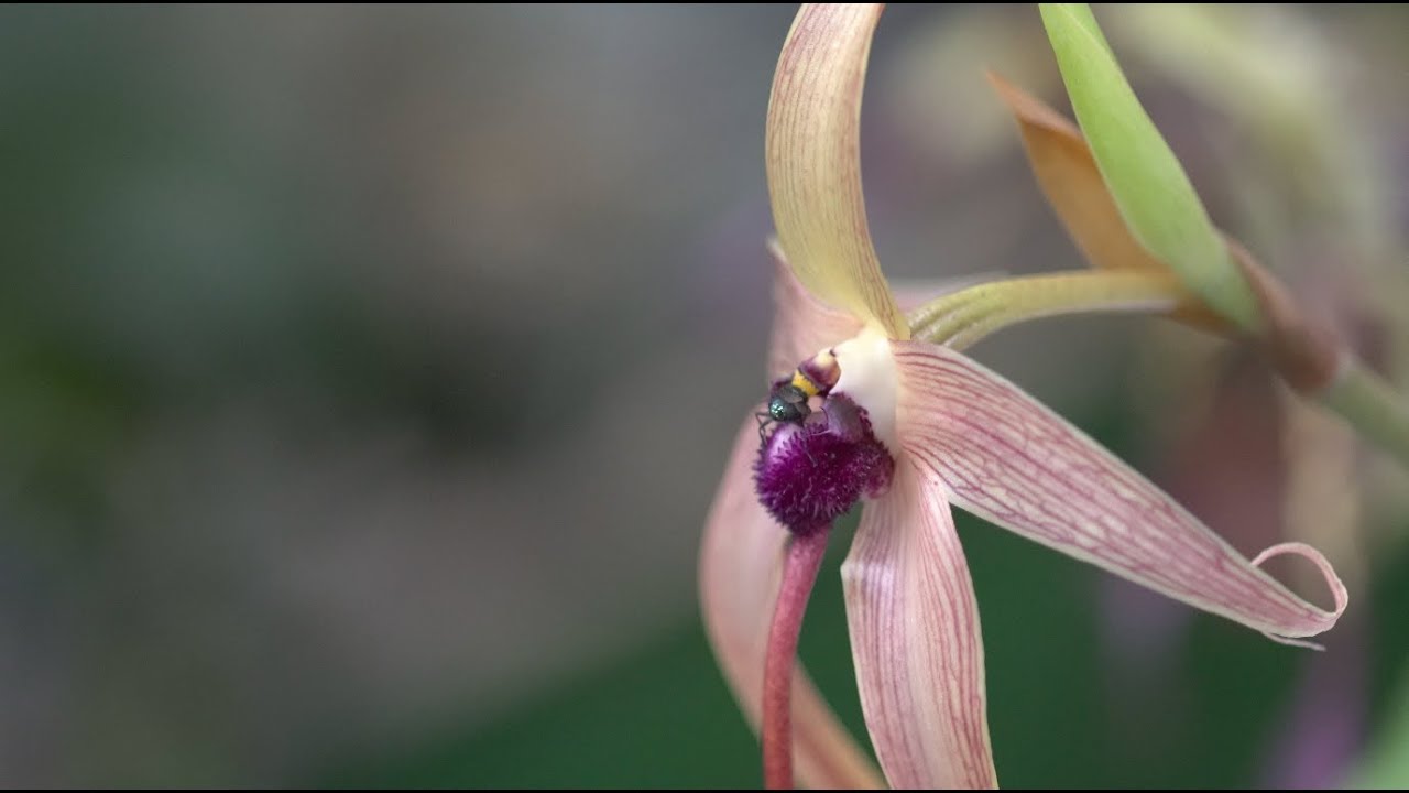 Orchid Care — Plant One On Me — Ep 071