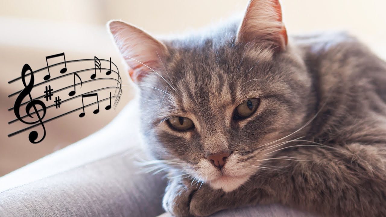Soothing harp music for restless cats, Water sounds ♬ Anti-anxiety cat music