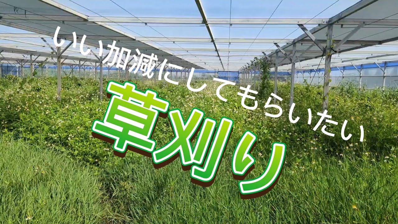 いつもの草刈り動画です