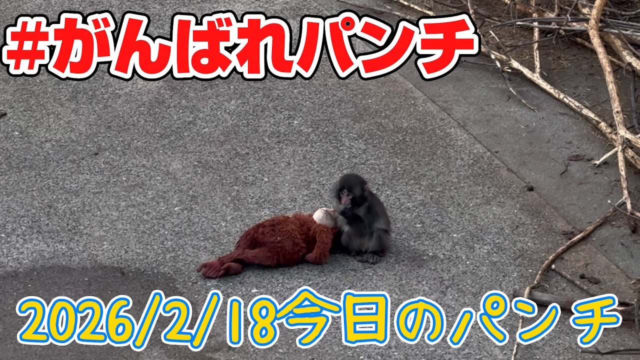 がんばれパンチくん　#がんばれパンチ　#がんばれパンチくん　#市川市動植物園